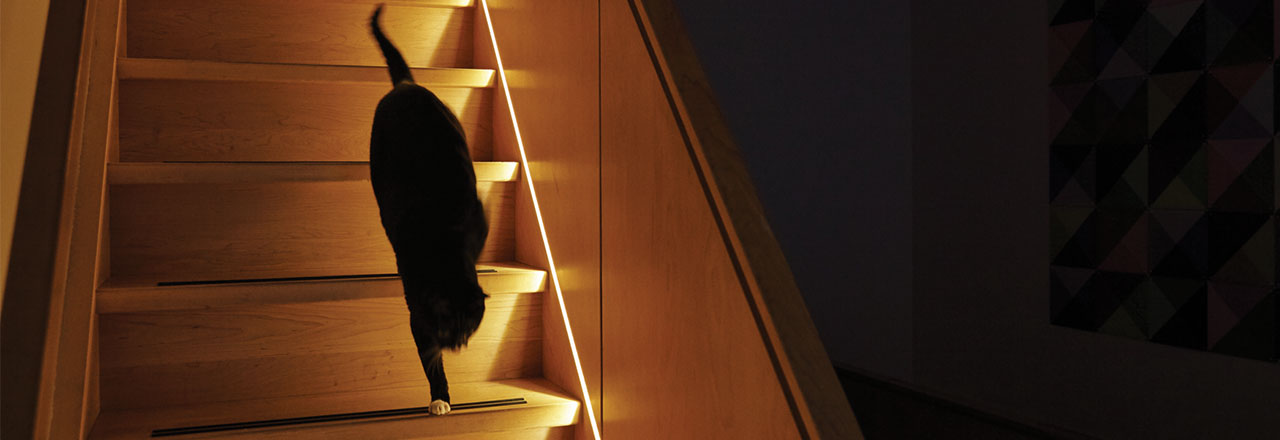 Katze geht Treppe mit Lightstrip herunter